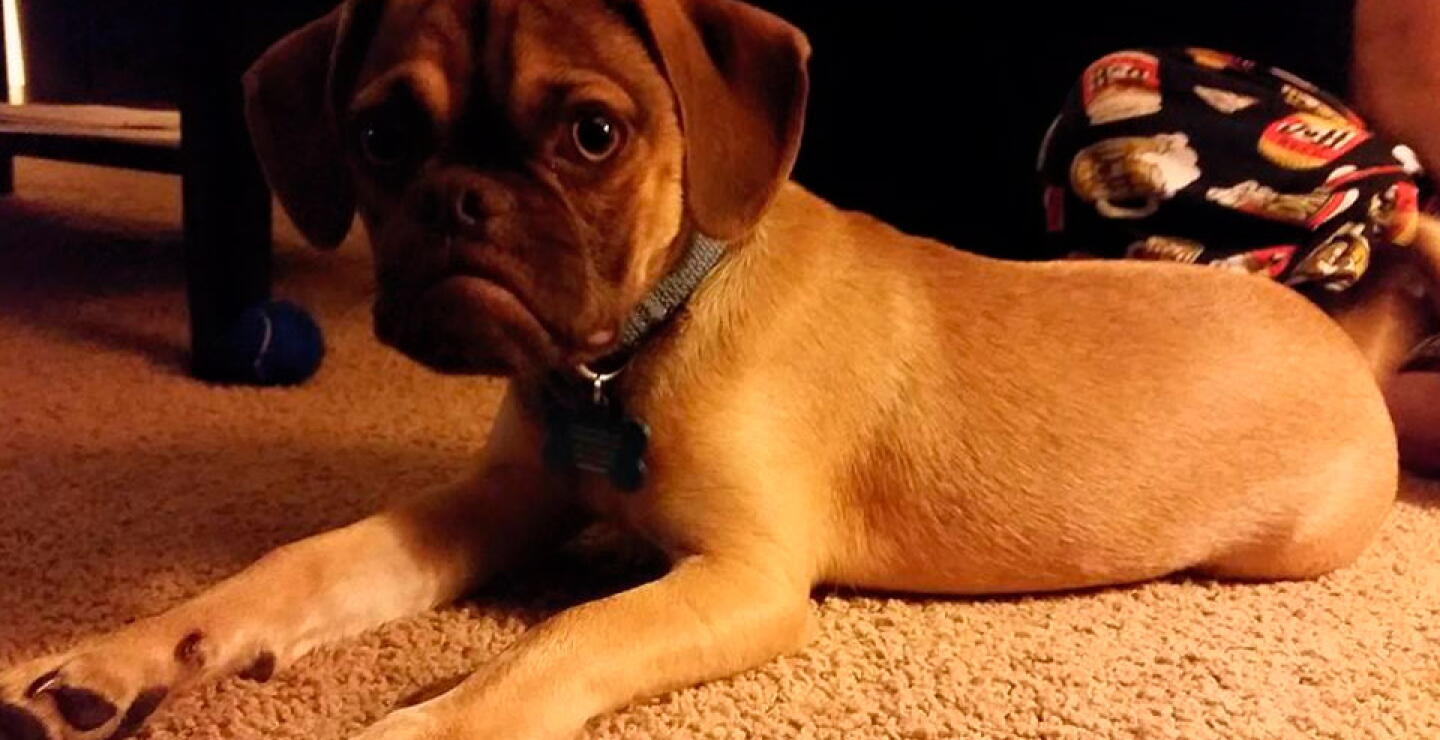 perro_rancio_2_0.jpg