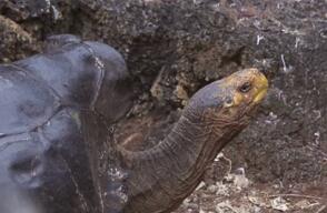 20453_Tortuga tuvo 800 crías / Foto: captura de video