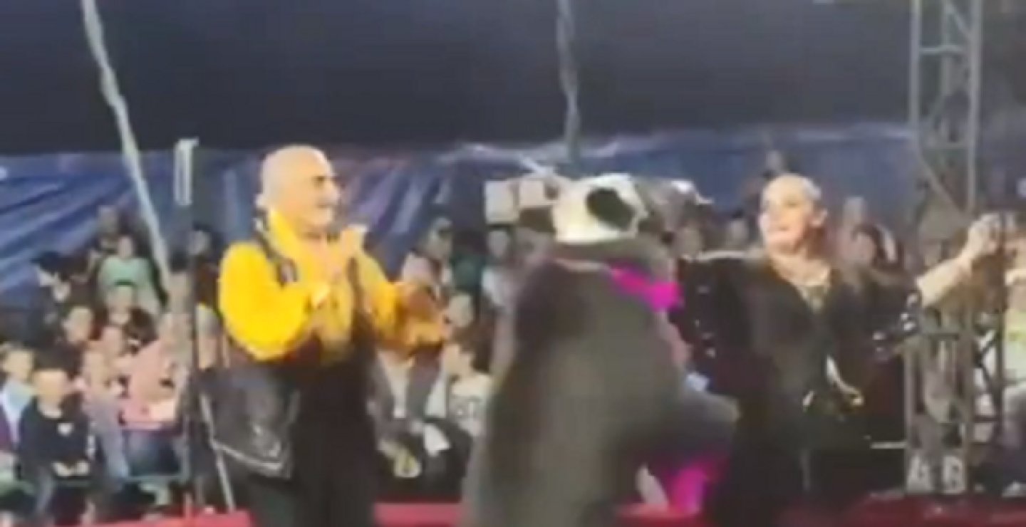Oso atacó a su entrenadora