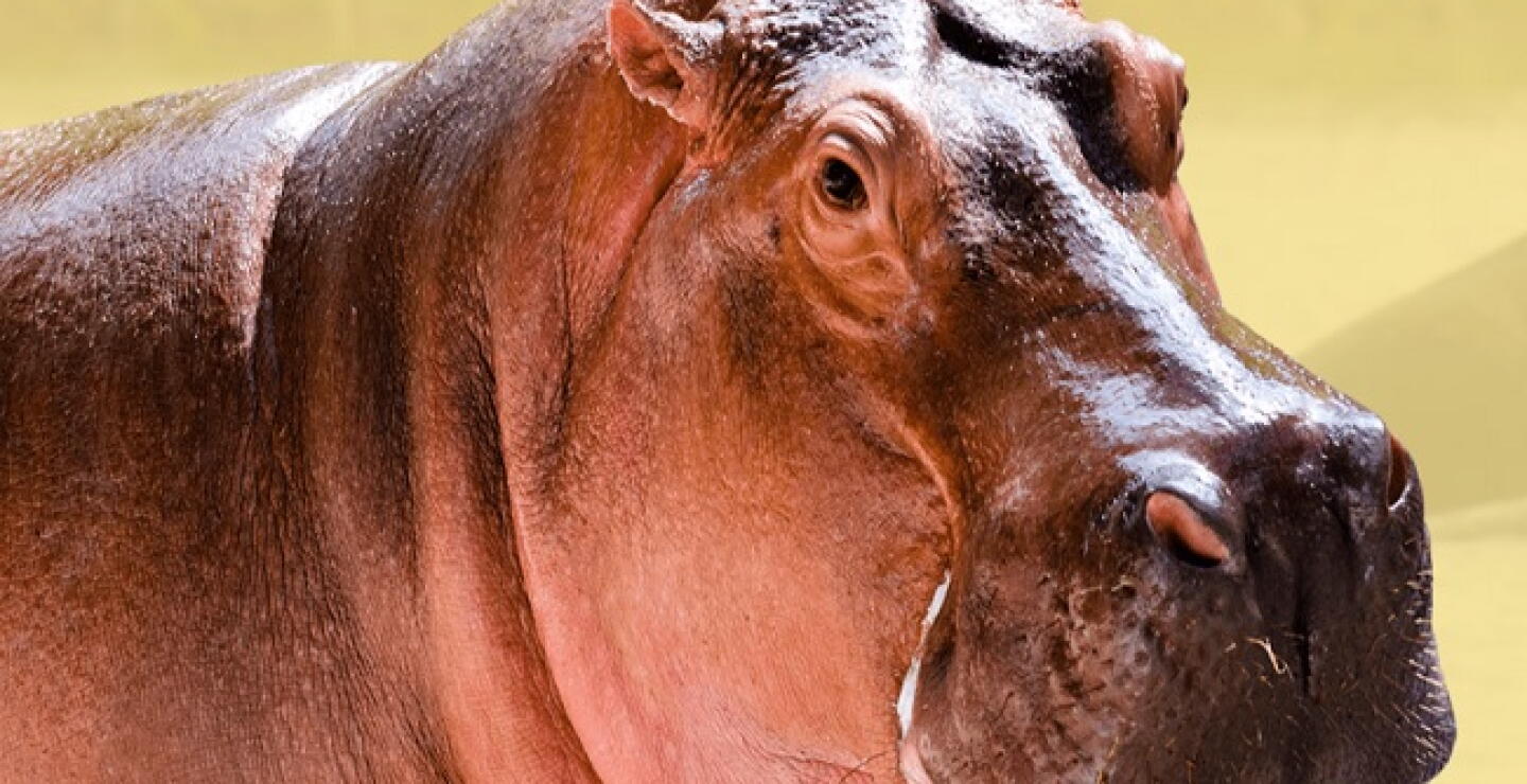 Murió Vanessa, hipopótamo emblema del Parque Hacienda Nápoles