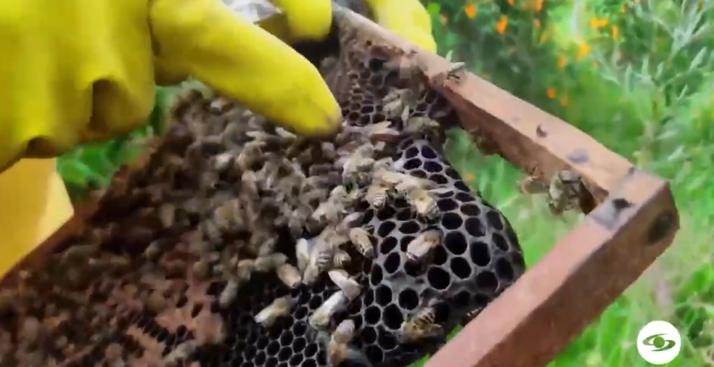 abejas.png
