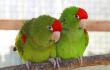 25442_Loros groseros fueron Castigados en un zoológico - Foto referencia Freepik