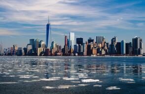 Nueva York busca zar con instinto asesino para combatir plaga de ratas Nueva York busca zar con instinto asesino para combatir plaga de ratas
