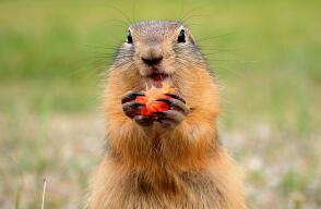 24893_Foto: Marmota / Pixabay