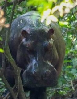 Avistamiento de Hipopótamos en Barrancabermeja.jpg