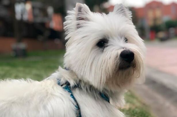 coco-esterilizacion-perros-bogota.jpg