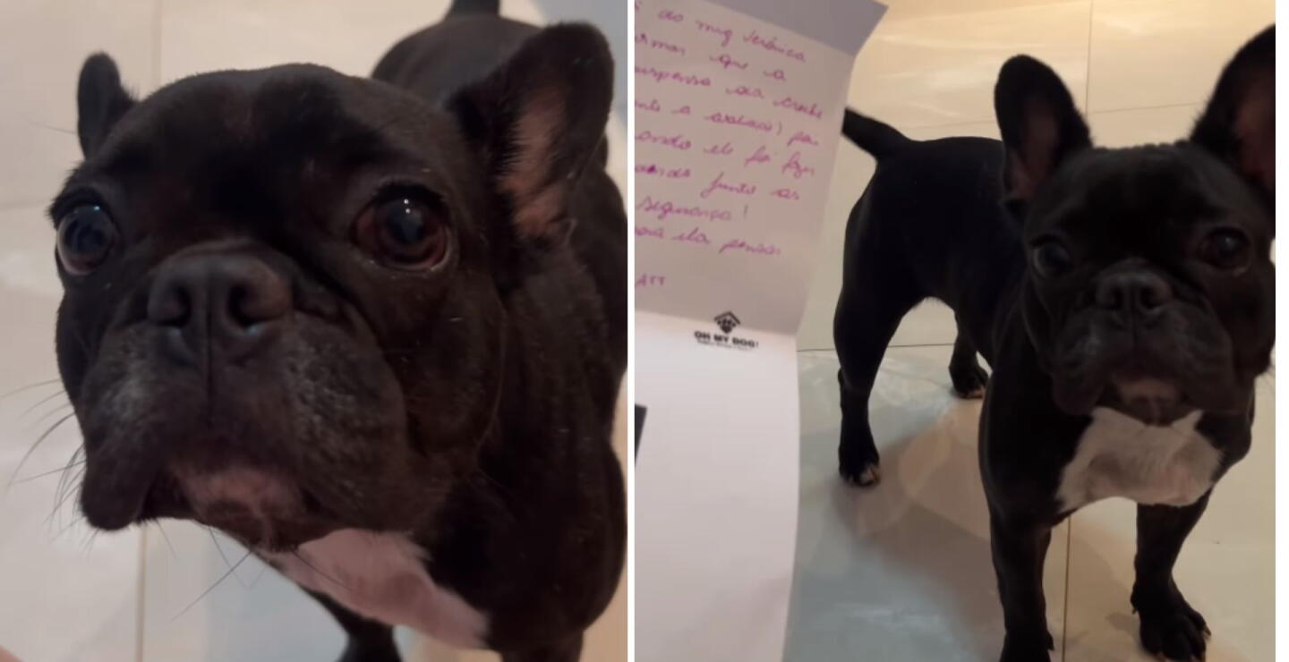 Una perrita fue suspendida de la guardería por “mal comportamiento”