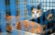 353048_BLU Radio. Gatos / Foto: AFP
