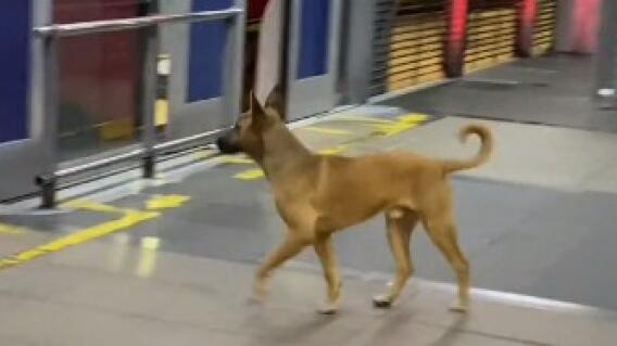 Perro se cuela en TransMilenio Perro se cuela en TransMilenio