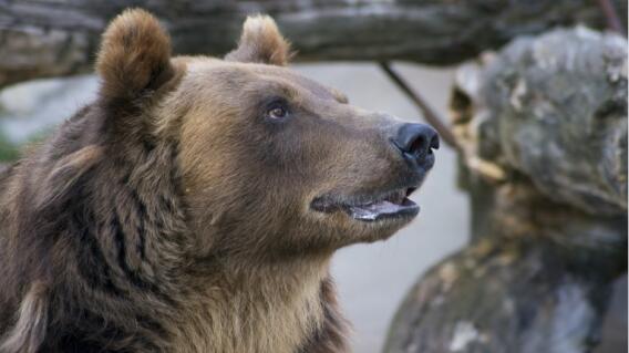 Mujer lanzó a su hija a la jaula de un oso en un zoológico 
