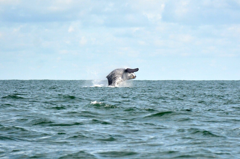 ballena jorobada en el pacifico colombiano foto mario baos blu radio (3).jpg