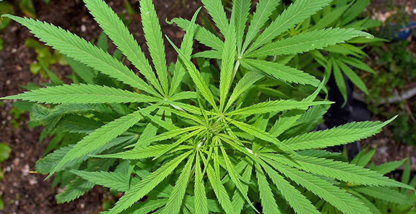 cannabis-medicinal.jpg