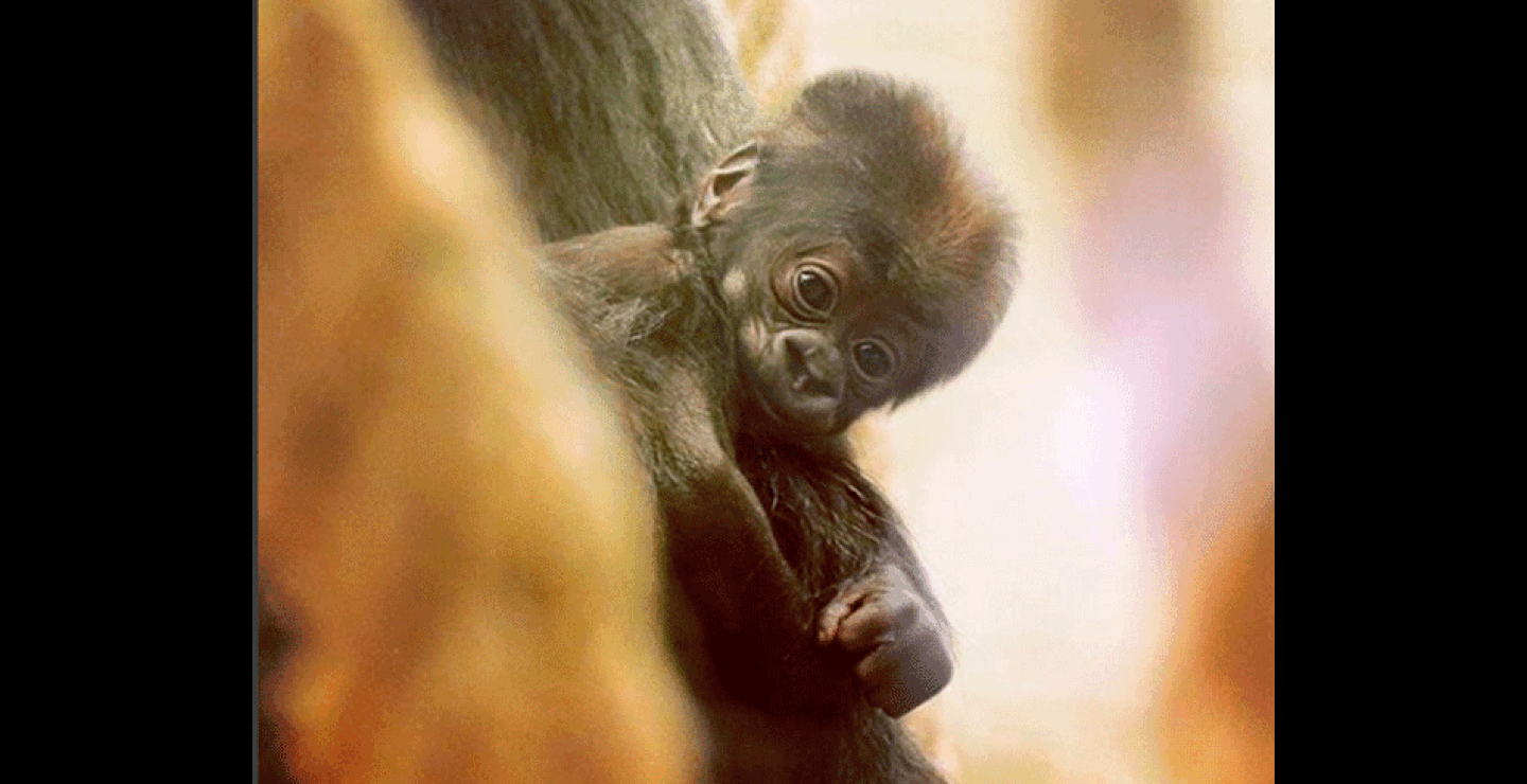 londonzoo8.gif