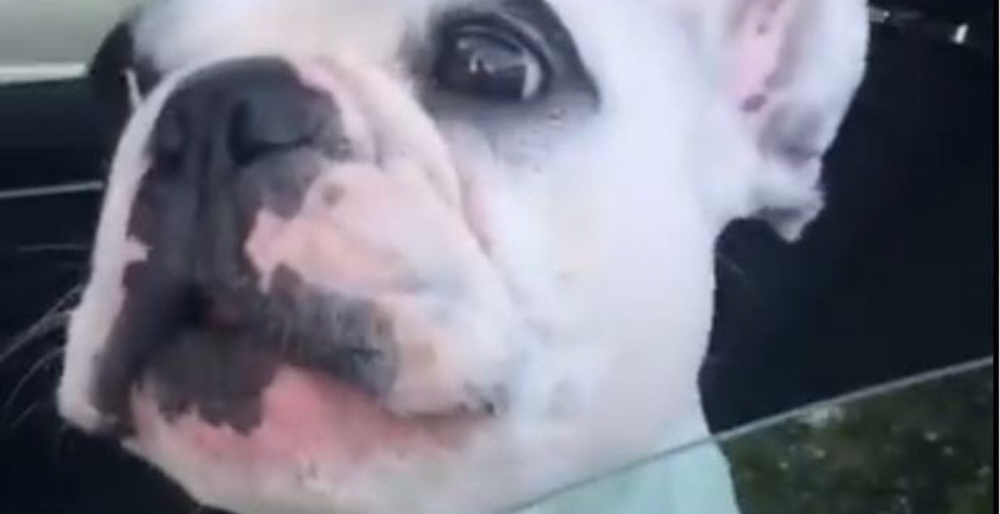 307947_Perro canta- Foto: captura video