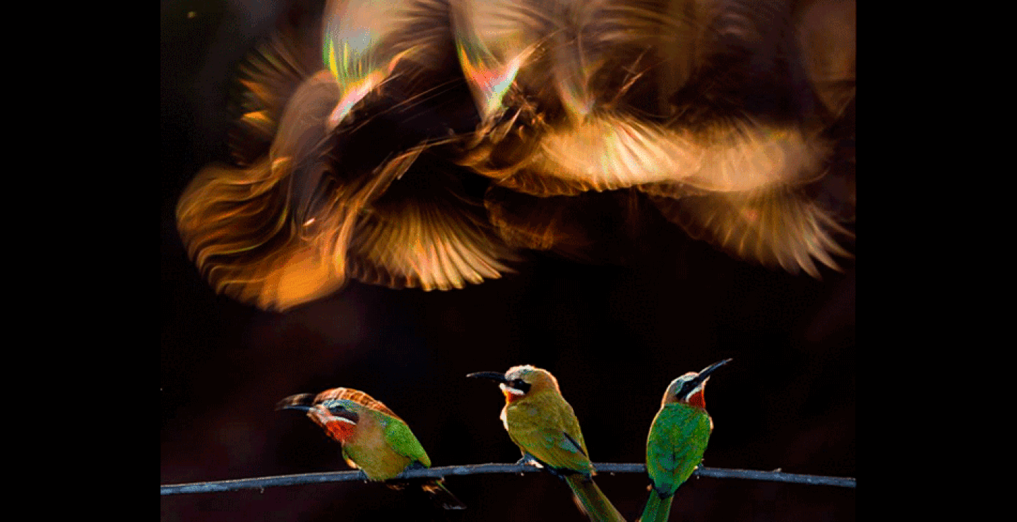 Colorido caos. Bence Mate. Pájaros que se alimentan de abejas antes de ir a dormir. Colorido caos. Bence Mate. Pájaros que se alimentan de abejas antes de ir a dormir.