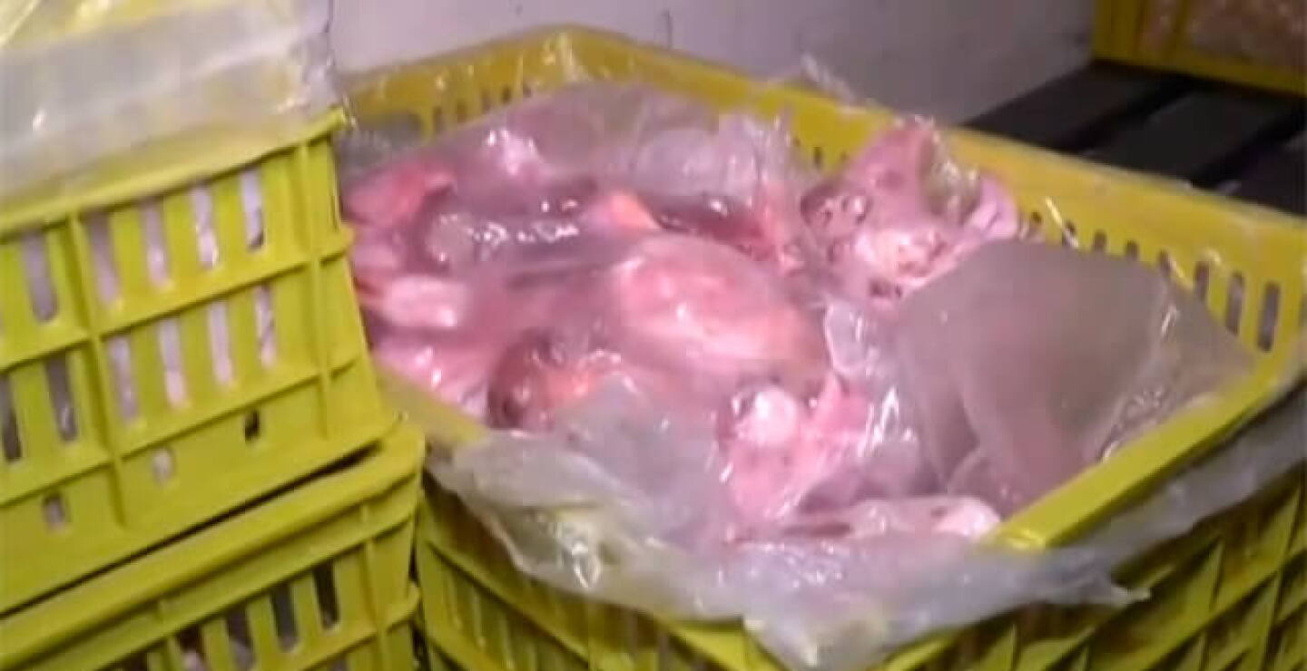 pollo.jpg