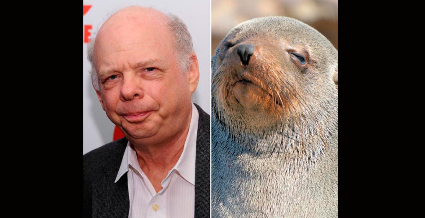 134228_wallaceshawn.jpg 134228_wallaceshawn.jpg