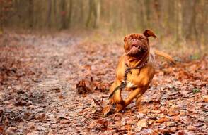 Pixabay/dogo burdeos