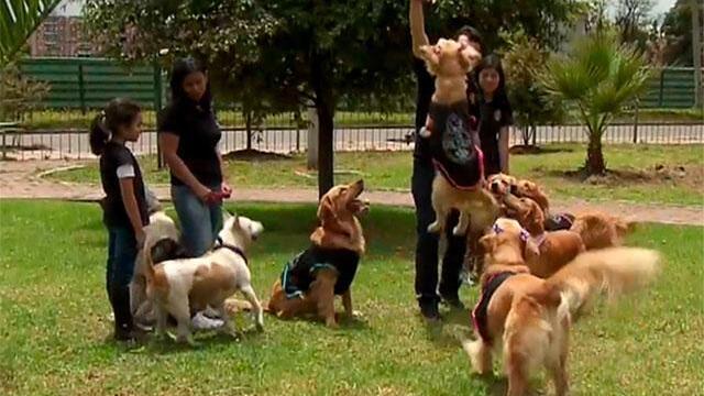 Bloque de búsqueda canino rescata y rehabilita perritos en Bogotá, así es Bogotá Golden’s Club