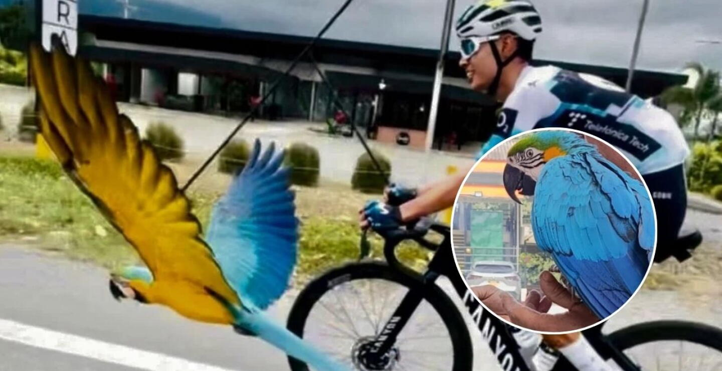 Denuncian intento de robo de la guacamaya Lupita: "Víctima de una agresión violenta"