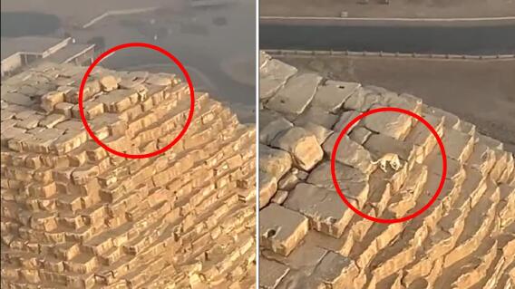 Perro fue visto en la cima de la Gran Pirámide de Giza Perro fue visto en la cima de la Gran Pirámide de Giza
