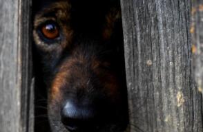 ¿Cómo preparar a los animales para la época decembrina?