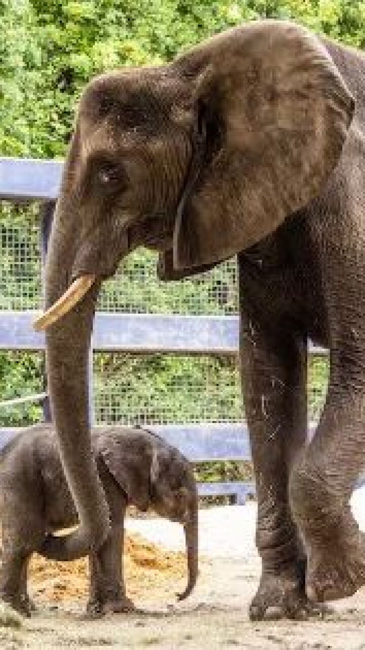 Elefante africano nació en Disney’s Animal Kingdom y enternece las ...
