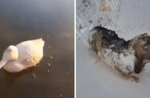 Animalitos congelados por bajas temperaturas Animalitos congelados por bajas temperaturas