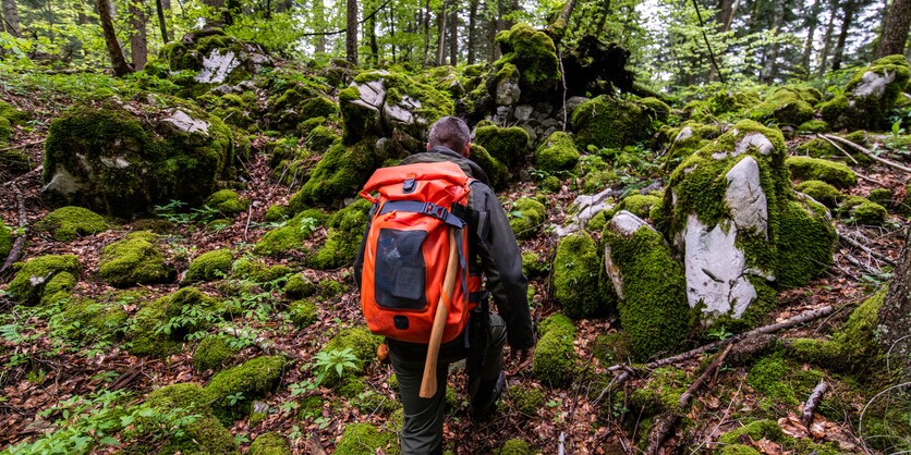 Exploring the forest