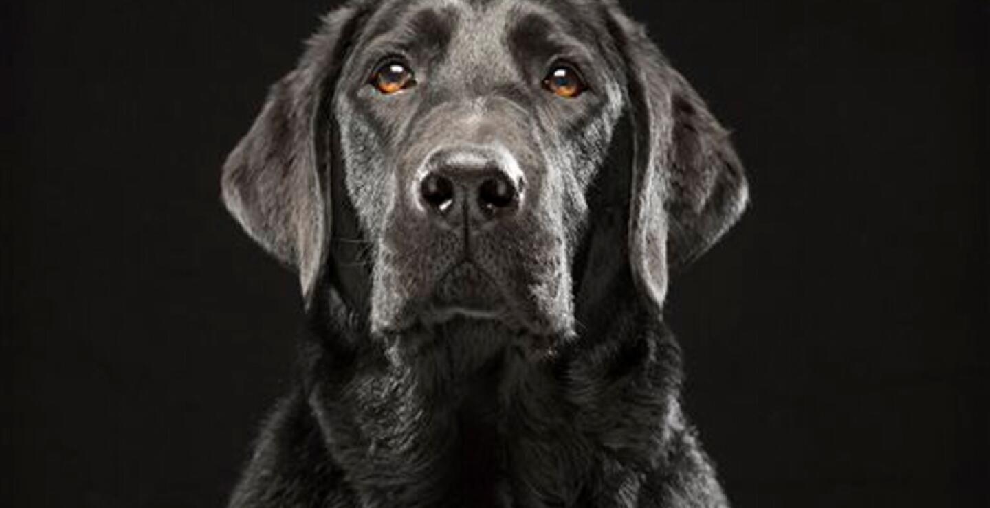 Una mujer estaba hablando del "Síndrome del perro negro": el mito de que los perros de este color son menos propensos a ser adoptados que aquellos menos oscuros o simplemente de pelaje claro, tal vez por superstición o por el mito de que esto