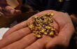 Pepitas de oro encontradas durante los lavados de oro