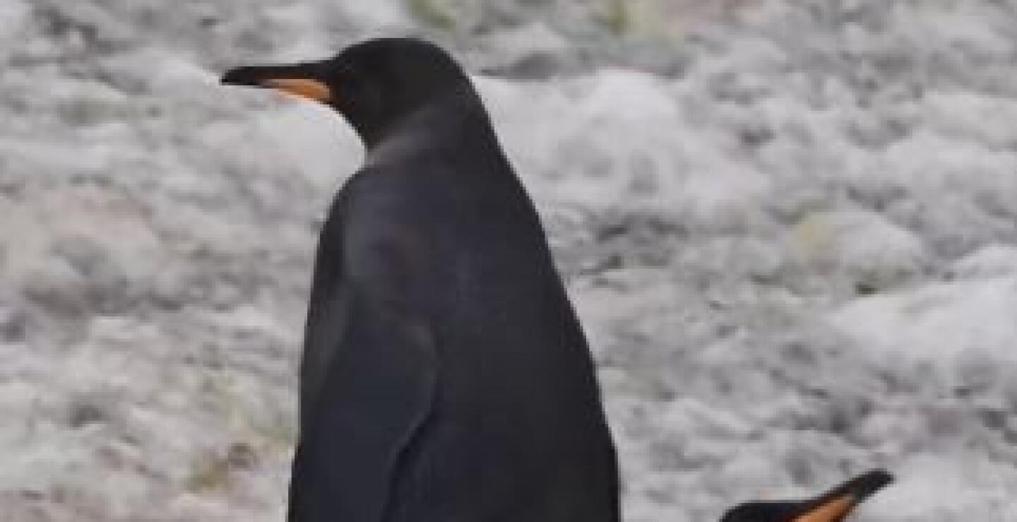 ¿Pingüino mutante?