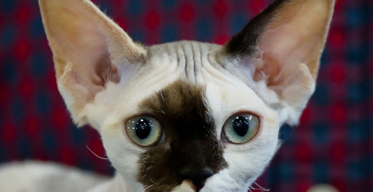 gato4_0.jpg