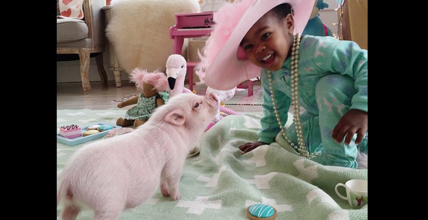 cerdito_15.jpg