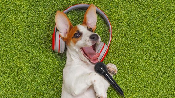 22609_Animnales podrían identificar melodía de las canciones - Foto Freepik 22609_Animnales podrían identificar melodía de las canciones - Foto Freepik