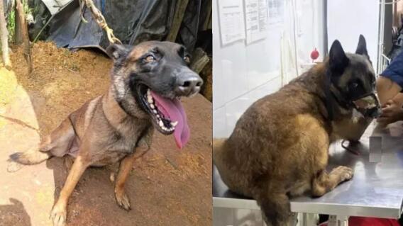 Sansón, perro del Ejército que murió tras pisar mina antipersonal Sansón, perro del Ejército que murió tras pisar mina antipersonal