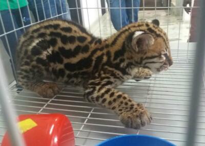 289499_Blu Radio / Autoridades rescatan leopardo ocelote en Buenaventura, Valle / Foto: Cortesía Policía
