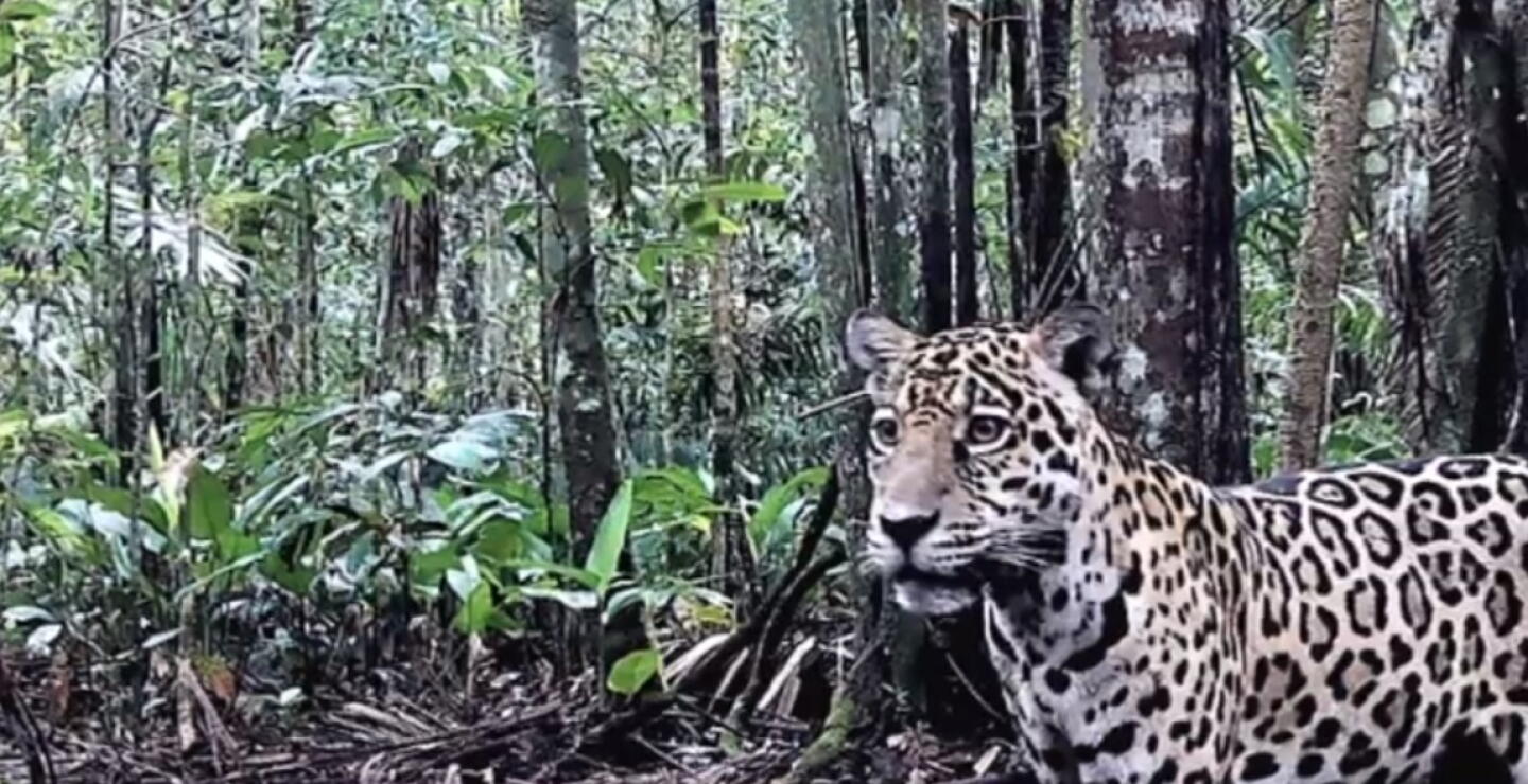 El corredor del jaguar: así velan por este imponente felino en Guaviare