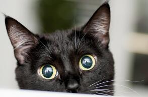 341613_gato970.jpg