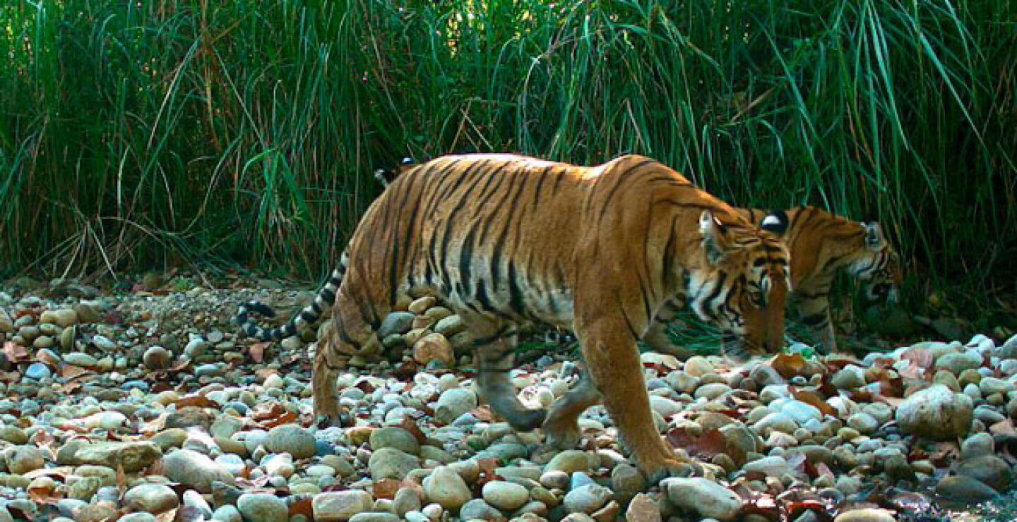 tigress.jpg