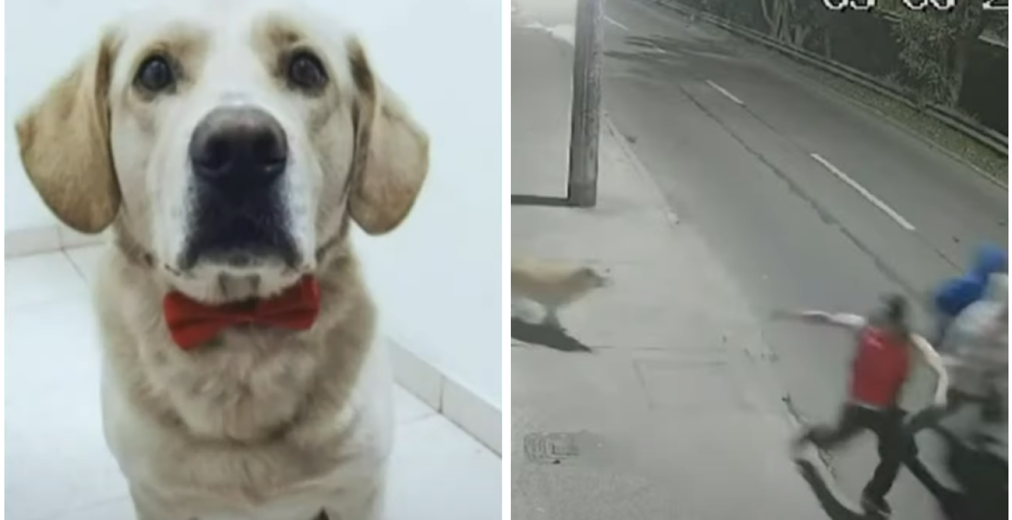 Dante, perrito que salvó a familia de un robo en Bogotá