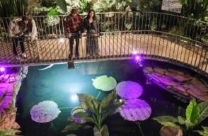 Jardín Botánico de noche 
