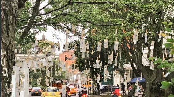 303489_Árbol de dinero Cali