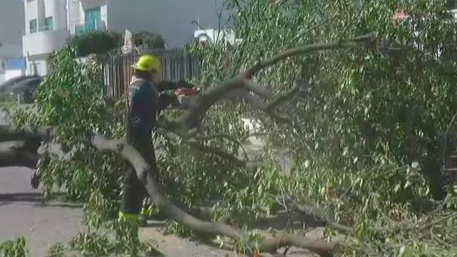 ‘La Loca’ ha tumbado 48 árboles y causado otros daños en Santa Marta 