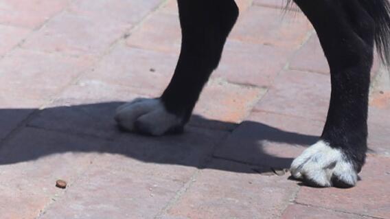 Mujer obligaba a su hijastro a tener relaciones con un perro como castigo Mujer obligaba a su hijastro a tener relaciones con un perro como castigo