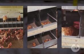 382519_huevos_gallina_970.jpg