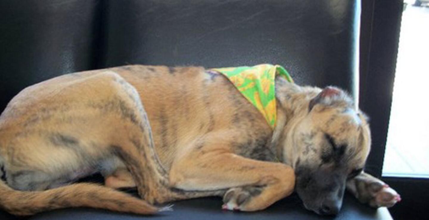 Tras un largo proceso de recuperación, Susie fue adoptada Donna y Roy Lawrence, su actual familia. 