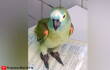 loro.jpg