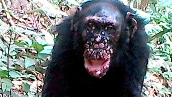 Lepra en chimpancés Lepra en chimpancés