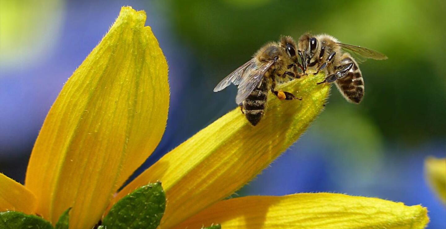 Abejas